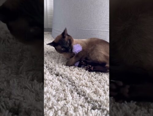 I Can’t Believe He Tried Rescuing it 🥹 Legend of the Purple Fluff Cat Toy