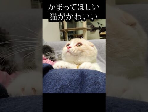 甘え方が、世界一かわいい猫...#shorts