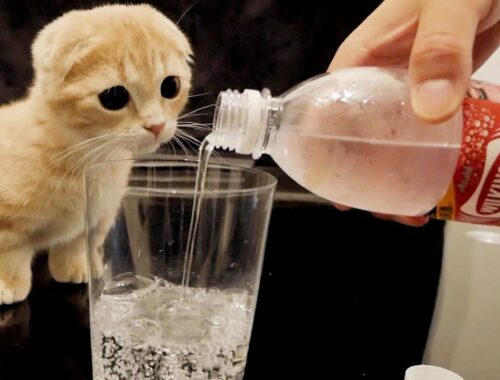 子猫が初めて炭酸水を見たときの反応。