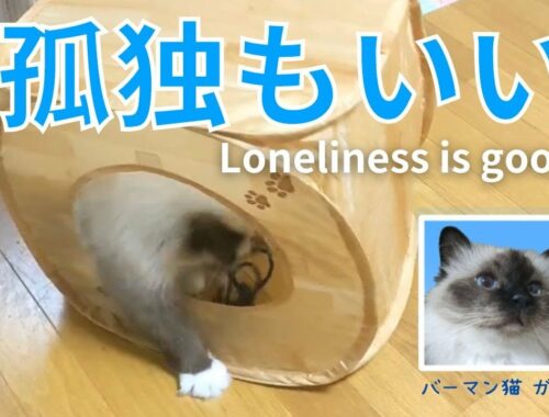 バーマン猫ガブ【孤独もいい】Loneliness is good（バーマン猫）Birman/Cat