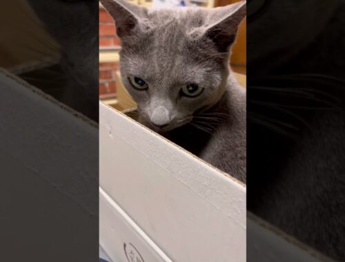 【ロシアンブルー】めろん、大好きな箱に入りますが・・【猫】#shorts