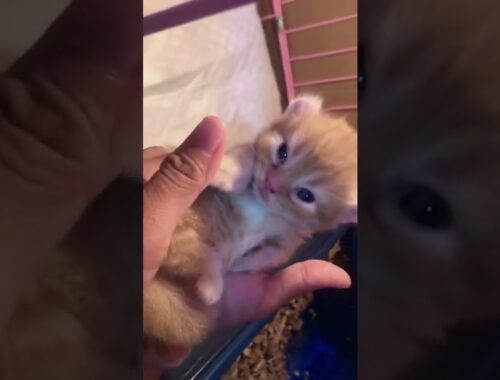 Gangguin bayi kinkalow | the cute kinkalow kitten