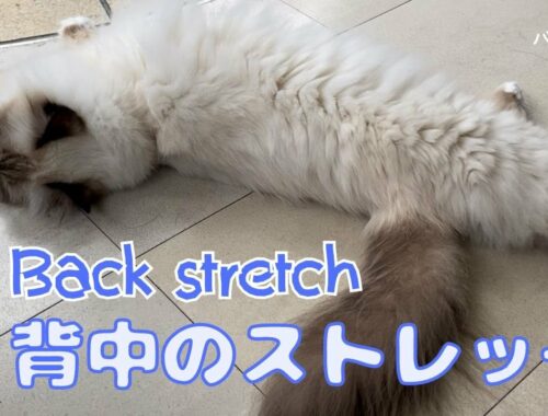 やってみニャ【背中のストレッチ】Back stretch（バーマン猫）Birman/Cat