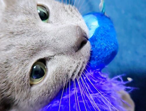 【猫動画】寂しさをおもちゃにぶつけるロシアンブルー【russianbule】A Russian Blue that hits its loneliness on a toy