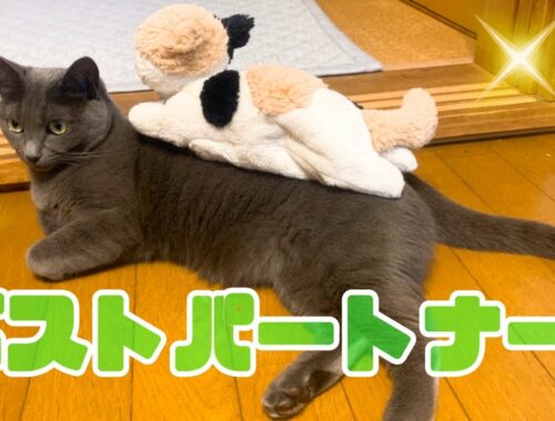 【猫】灰色猫のベストパートナー