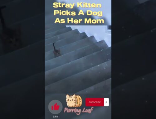 Stray Kitten Picks A Dog As Her Mom #shorts
