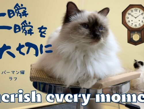バーマン猫ラフ【一瞬一瞬を大切に】Cherish every moment（バーマン猫）Birman/Cat