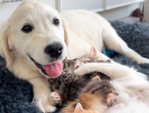 Tiny Puppy Thinks She is the "Baby Kitten" of a Mom Cat