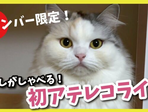 【急遽全体配信中！】ちょっとええ猫とお話する会【関西弁でしゃべる猫】