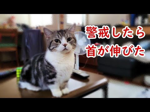 警戒すると首が伸びる猫(マンチカン) - A cat that stretches its neck when alerted -