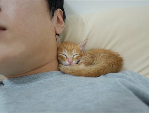 Kitten Can Sleep Comfortably Only When It Feels the Warmth of Me