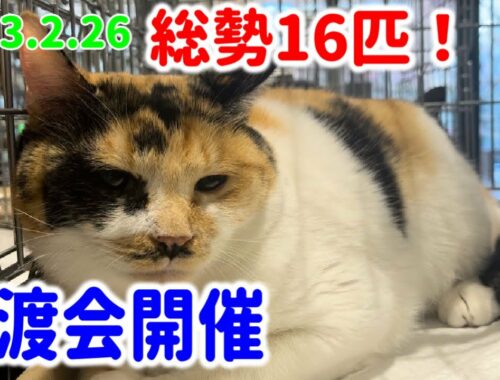 総勢16匹！譲渡会の様子【Japanese cat adoption event】