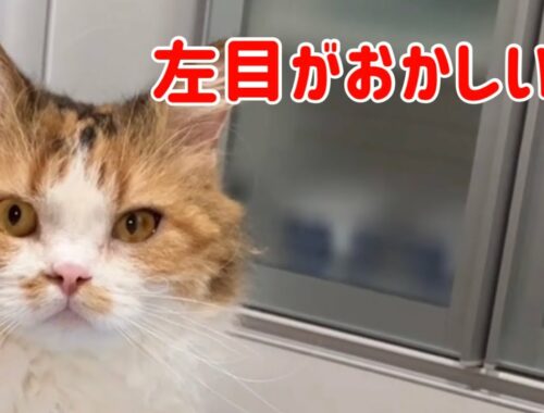 猫の眼の病気　【スクーカムのネネちゃん】