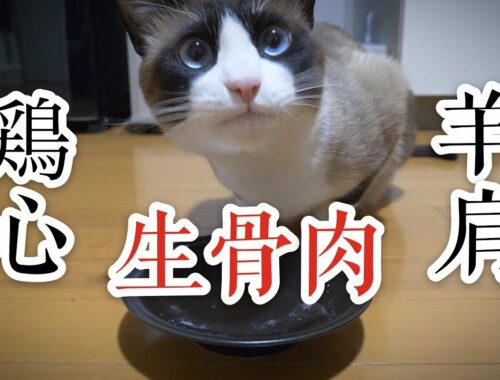 Snowshoe Cat Eats Raw Meat Diet | スノーシュー猫が生肉を食べる | 生骨肉 | ASMR