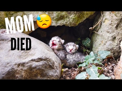 trying to save kittens a few days old their mother died