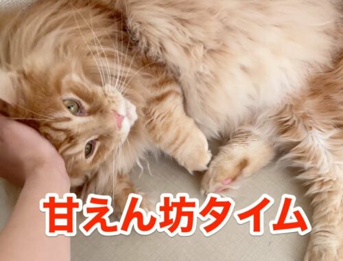 甘えん坊タイムのオリー【大きい猫 メインクーン】