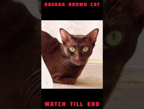 HAVANA BROWN CAT💖❤️ #youtubeshorts #trending #viral #cats #dog #catvideos