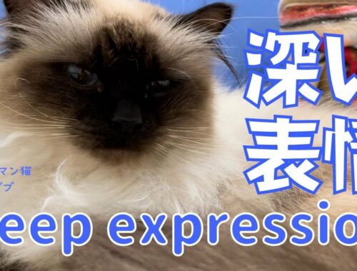 バーマン猫ガブ【深い表情】Deep expression（バーマン猫）Birman/Cat