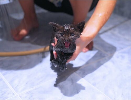 Little Black Kitten Gets First Bath Of Her Life