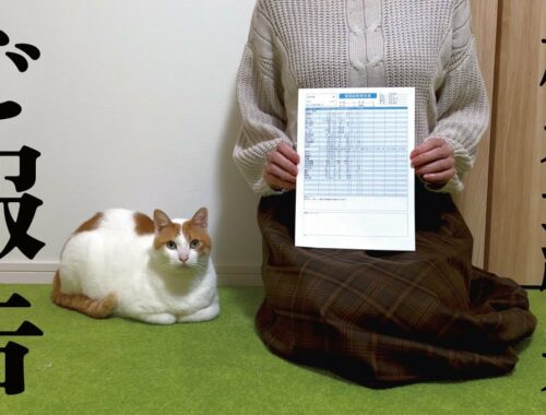 先住猫の血液検査の結果をご報告します
