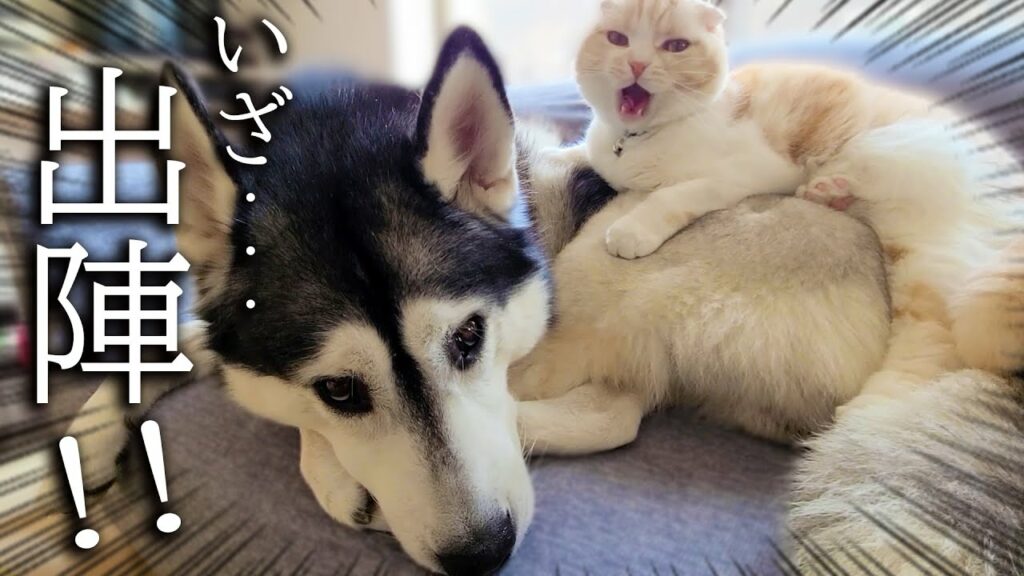 こっそり犬とお散歩に行こうとしたら自分も準備してた子猫がこちら こっそり犬とお散歩に行こうとしたら自分も準備してた子猫がこちら