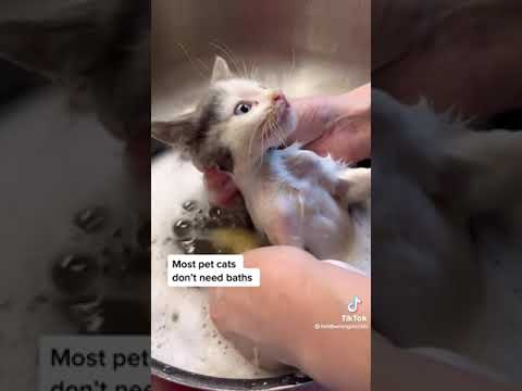 I could watch kittens get bathed ALL DAY #cats #kitten #catbath