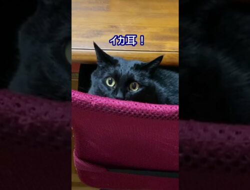 #Shorts　猫パンチするイカ耳の黒猫　№346　　日本猫ねこ協会　推し猫グランプリ