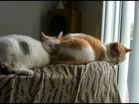 気持ちよく眠っている猫ちゃんが可愛くてやばい♡～Cat sleeping comfortably is healed cute.