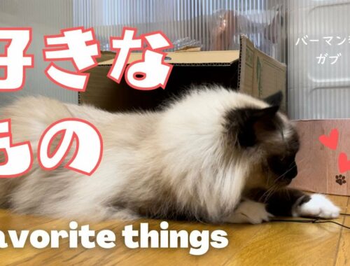 バーマン猫ガブ【好きなもの】Favorite things（バーマン猫）Birman/Cat