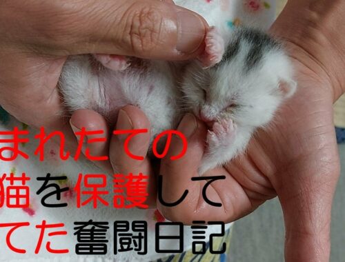 【子猫 保護 生まれたて】手の中でスヤスヤと　Secret Life of Baby Kittens: What Happens in Our Hands?