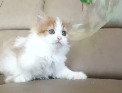 セルカークレックス子猫　2022.9.30産まれ 　レッド＆ホワイト　女の子　シーダキャット猫のお店　Selkirk Rex