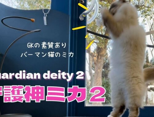 GKの素質ありのバーマン猫【守護神ミカ２】Guardian deity 2（バーマン猫）Birman/Cat