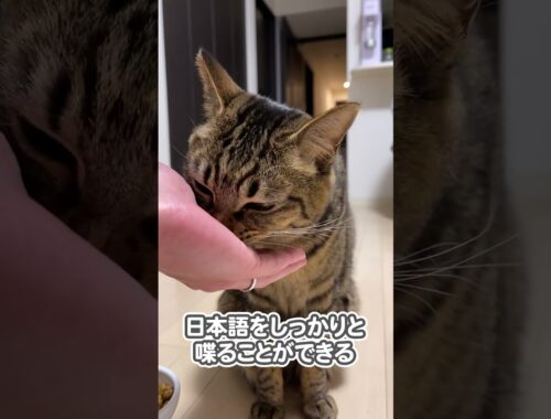 【ガチ】うちの猫、本当に日本語をしゃべり始めました…