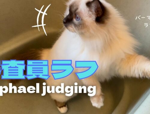 バーマン猫ラフ【審査員ラフ】Raphael judging （バーマン猫）Birman/Cat