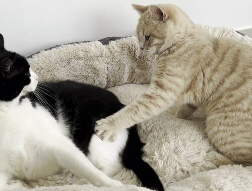 Annoying Kitten Keeps Bothering Older Cat