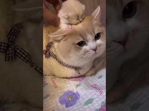 cute 🥰 little kitty 🐈 😘😘#viralvideo #cute #meow #shorts #animal