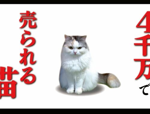 【炎上】猫チャンネルの売却について【関西弁でしゃべる猫】
