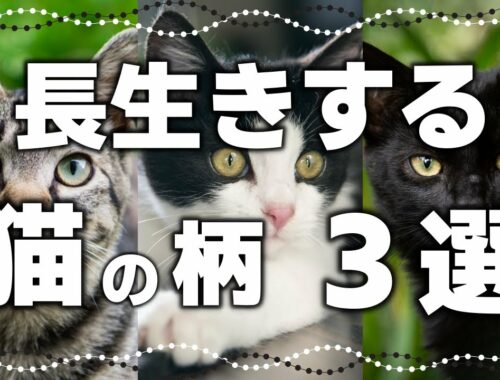 【最新情報】猫の平均寿命は〇歳！長寿の猫種は？長生きする柄3選も（ギネス記録）