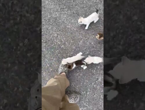 Man Gets Ambushed by Adorable Kittens!