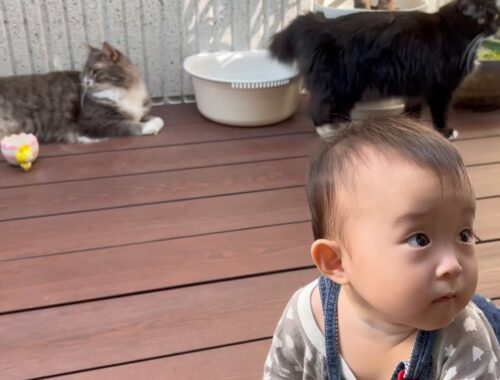 日々成長する赤ちゃんを見守る猫　ノルウェージャンフォレストキャット　A cat spending a day off with a baby