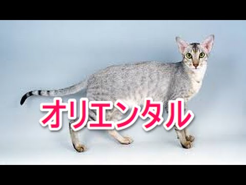 【猫図鑑】オリエンタル