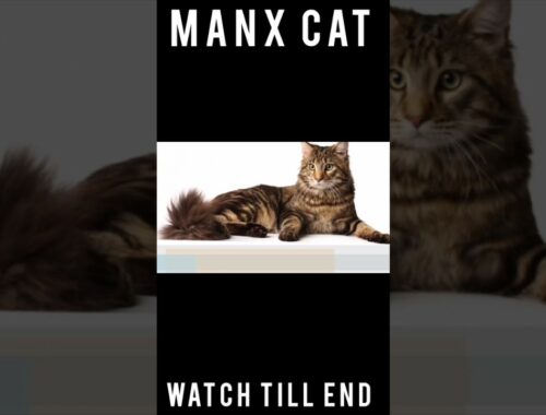 MANX CAT ❤️💖 STATUS #youtubeshorts #viral #trending #cats #dog #catvideos