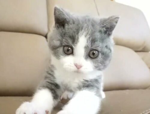 セルカークレックス子猫　2022.9.30産まれ 　ブルー＆ホワイト　女の子　シーダキャット猫のお店　Selkirk Rex