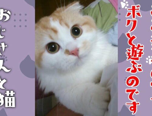 猫の積極的なアピール☆折れ耳マンチカン、スコティッシュフォールド、ターキッシュバン