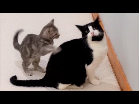 Sneak Kitten Attack