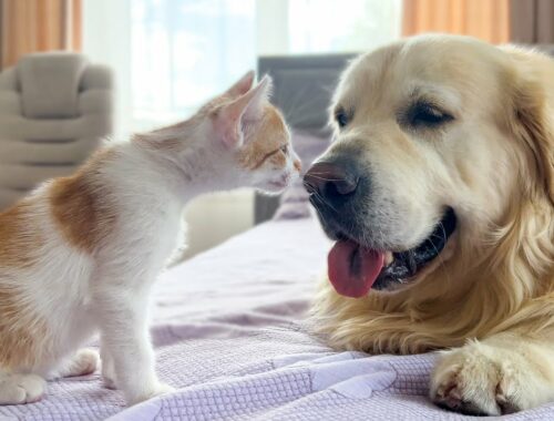 Golden Retriever and Kitten Friendship