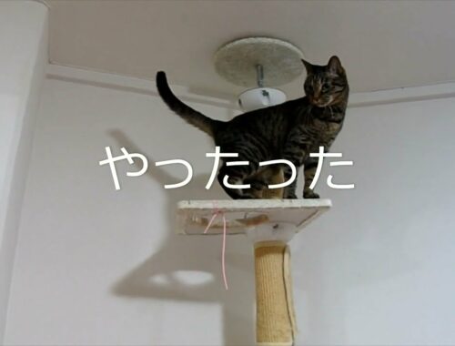 【猫パンチ】相変わらず昭和のノリの2ニャンです(;´∀｀)【日本猫のギンジとミーちゃん】