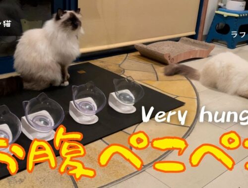今日の晩ごはんまだかニャ⁉︎【お腹ぺこぺこ】Very Hungry （バーマン猫）Birman/Cat