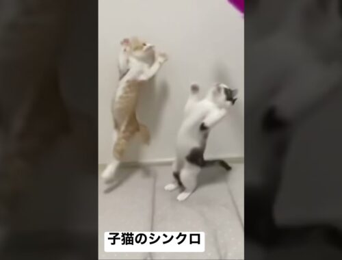 シンクロナイズドコネコチャンズ #cat #猫 #kitten #子猫 #保護猫 #こねこ #ねこ #shorts