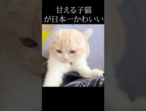 甘え方が、日本一かわいい猫がこちら...#猫 #shorts
